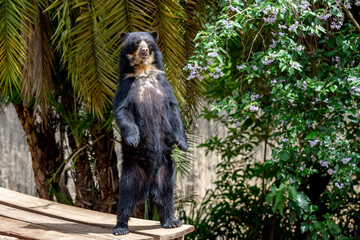 Female Spectacled bear (Tremarctos ornatus) standing relaxing on wooden dais in selective focus