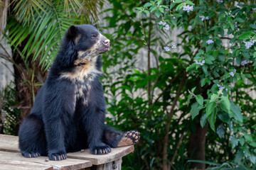 Spectacled bear (Tremarctos ornatus) sitting relaxing on wooden dais in selective focus in details