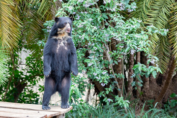 Spectacled bear (Tremarctos ornatus) standing relaxing on wooden dais in selective focus portrait