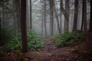 view of mountain trail in the morning covered in fog