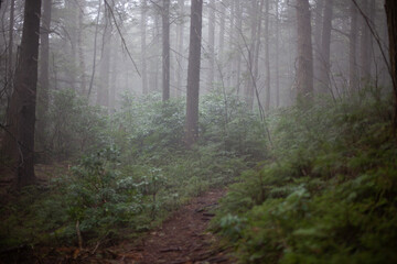 mountain trail covered in fog, ferns and trees all around