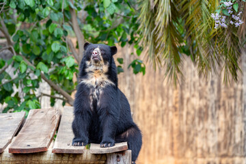 Great Spectacled bear (Tremarctos ornatus) sitting relaxing on wooden dais in selective focus