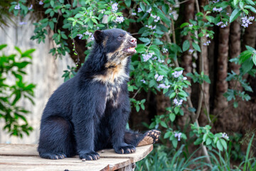 Spectacled bear (Tremarctos ornatus) sitting relaxing on wooden dais in selective focus by side