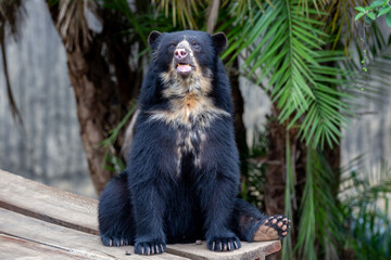 Spectacled bear (Tremarctos ornatus) sitting relaxing on wooden dais in selective focus
