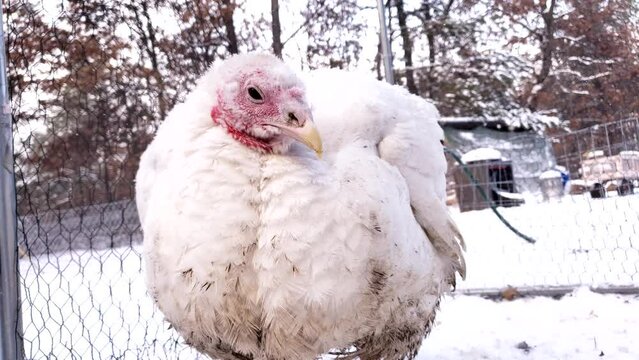 Close up shot of female adult white turkey being held in enclosure while snowing and waiting to be processed.