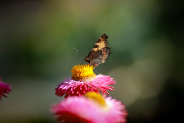 butterfly on flower