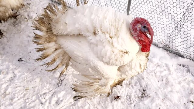 Hand held close up top shot of adult male white turkey walking in snow in enclosure while waiting to be processed alongside other turkeys and chickens.