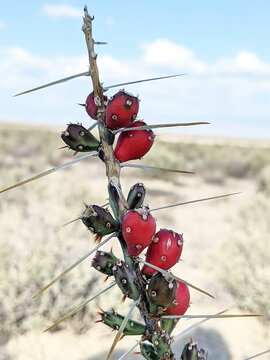 Cylindropuntia Leptocaulis, Desert Christmas Cactus, Christmas Cholla, Pencil Cactus, Tasajillo, Photographed in White Sands New Mexico 