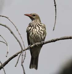 Portrait of an olive-backed oriole bird sitting on a tree branch