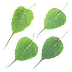 Fresh green bodhi leaves isolated on transparent background