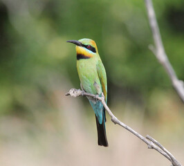 Portrait of a rainbow bee-eater bird sitting on a tree branch