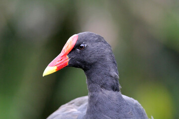 Close up portrait of a dusky moorhen bird