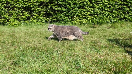 Scottish cat walking on green grass

