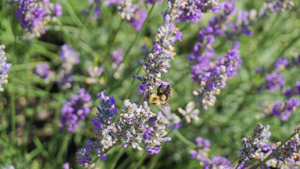 close up view of a flying bumble bee in lavender flowers in the garden fields provence france