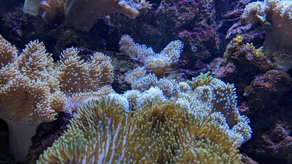 Fototapeta na wymiar corals on the sea floor 