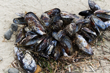 Clump Of Mussel Shells On Sand Beach