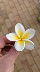 Fototapeta na wymiar delicate white-yellow flower 