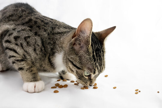 stdio closeup portrait of a Pet cat's diet / nutrition showing a cat eating food with white background