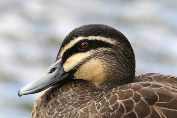 Close up portrait of a pacific black duck bird