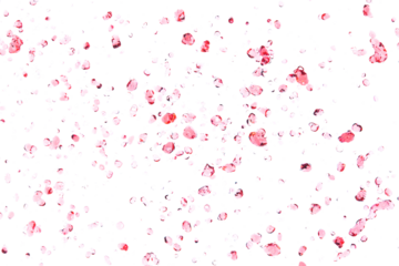 Many Dot droplet of Red juice from splash in Air. Water red tomato pour from sky and purify clean natural. Wine shape form of water splashing flow celebrate over White background Isolated.