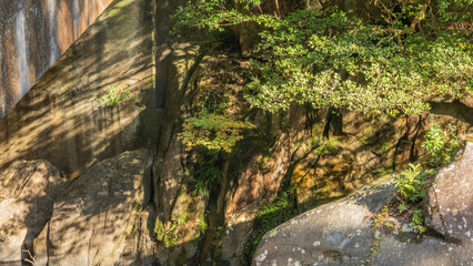 Fototapeta premium 木陰