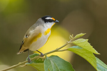 Obraz premium Striated Pardalote (pardalotus striatus) perching on green foliage and an isolated background with copy space for text.