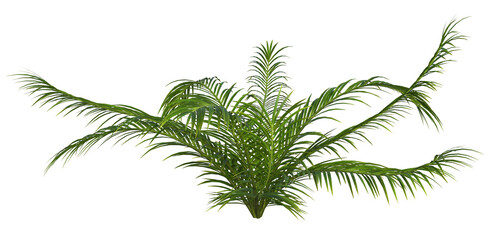 Collection of 3D tropical plants and foliage PNG illustrations.