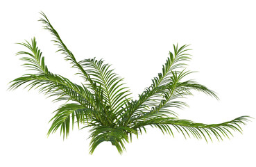 Collection of 3D tropical plants and foliage PNG illustrations. © Mike