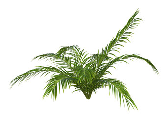 Fototapeta na wymiar Collection of 3D tropical plants and foliage PNG illustrations.