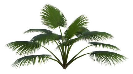 Collection of 3D tropical plants and foliage PNG illustrations.