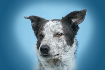 Head portrait of a winking dog in front of blue background