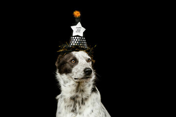Portrait of a brown and white crossbreed mongrel dog wearing a silvester hat costume in front of...