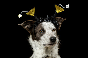 Portrait of a brown and white crossbreed mongrel dog wearing a silvester hat costume in front of...