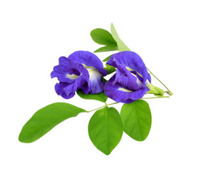 Asian pigeonwings flowe on wtransparent png