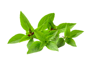 thai basil isolated on  transparent png