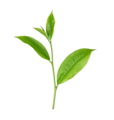 tea leaf isolated on  transparent png - 552483180