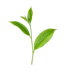 Tuinposter tea leaf isolated on  transparent png © sommai