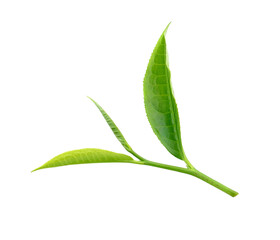 tea leaf isolated on  transparent png