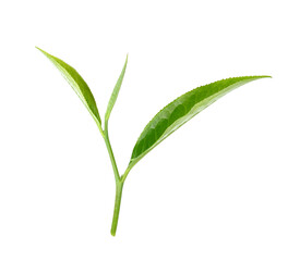 tea leaf isolated on  transparent png