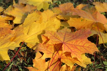 Naklejka na ściany i meble Beautiful dry leaves on grass outdoors, closeup. Autumn season
