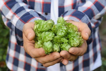 Man holding fresh green hops on blurred background, closeup