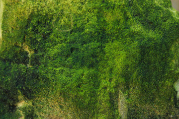 View of stone covered green moss, closeup
