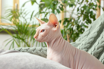 Cute Sphynx cat on sofa at home. Lovely pet