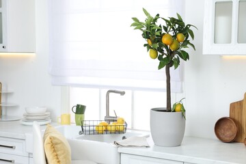 Potted lemon tree and ripe fruits on kitchen countertop, space for text