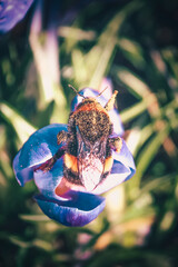 Bumblebee covered in pollen. 