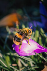 Bumblebee covered in pollen. 