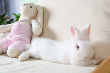 Obraz premium Fluffy white rabbit near toy bunny on sofa. Cute pet