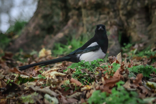 Close-up picture of a Magpie