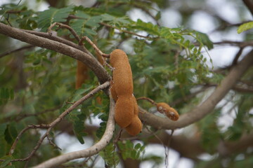 Tamarind (Also called Tamarindus indica, asam) fruit on the tree