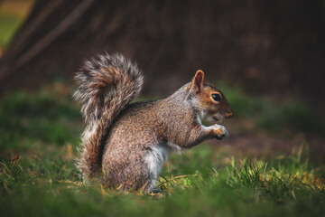 English Grey Squirrel in the park